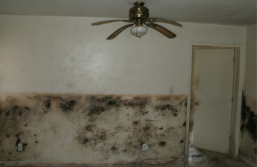 Carolina Protocol for Mold